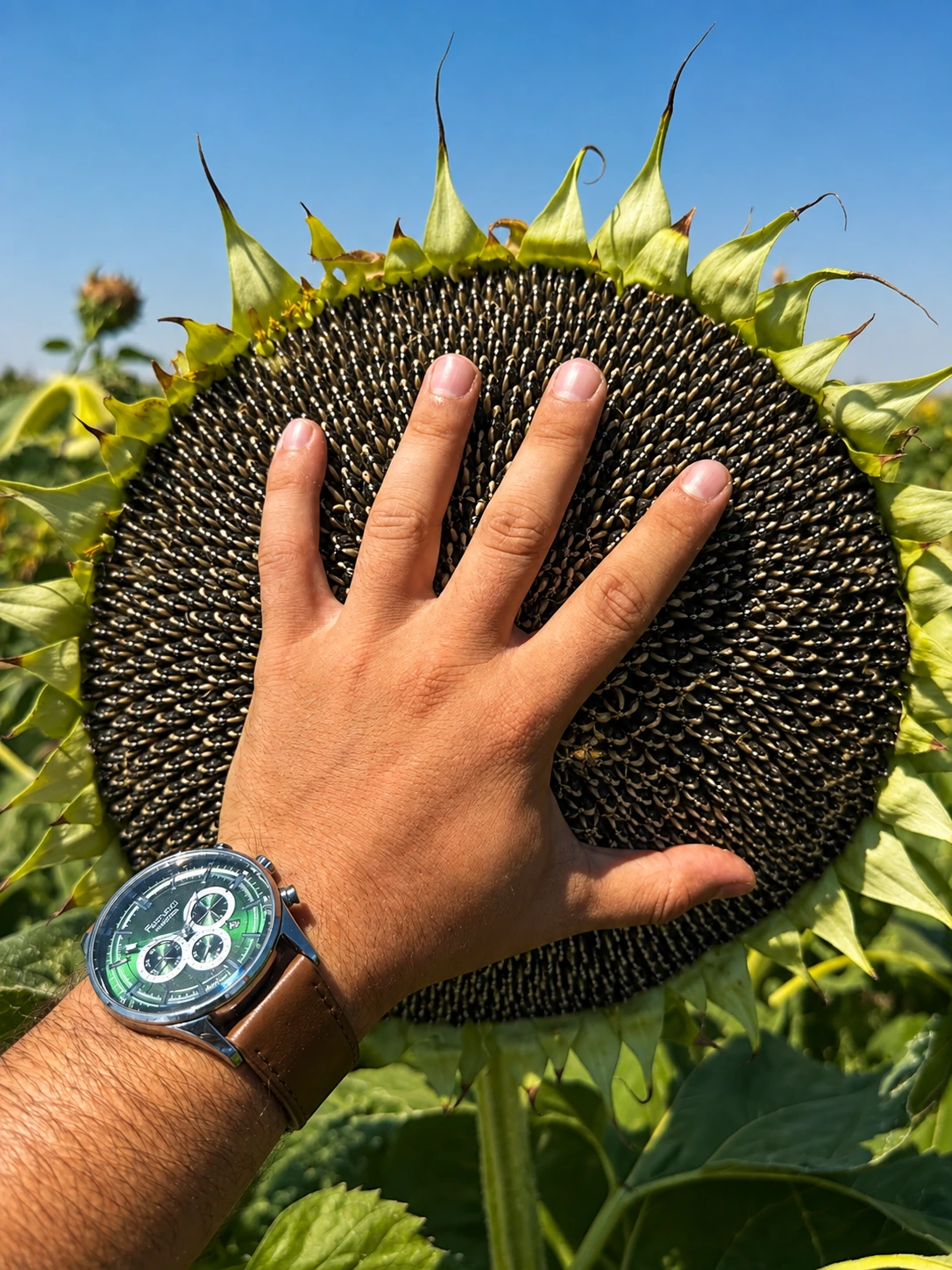 Sunflower production